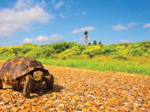 turtle walking down gravel path