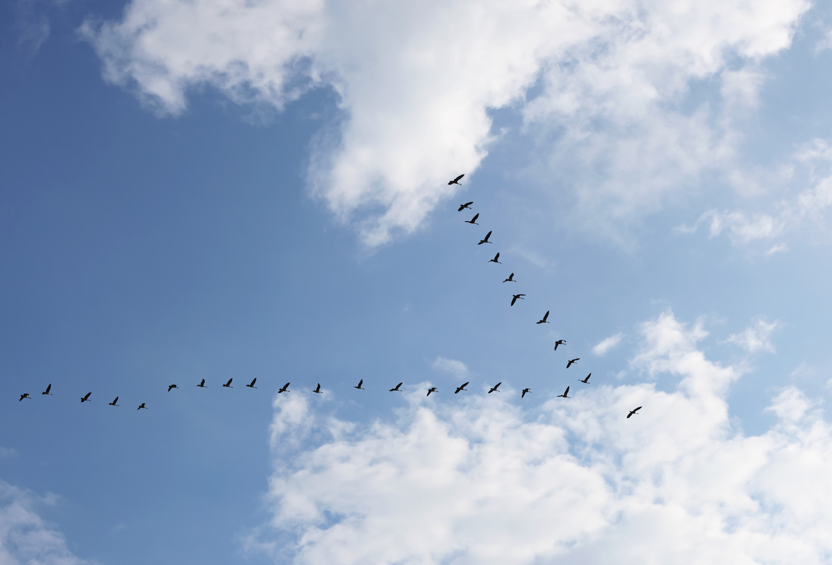 A flock of geese flying in perfect V formation toward the sun, representing a cloud migration metaphor.